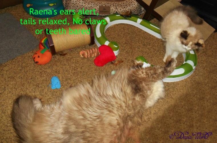 Dezi and Raena play fight