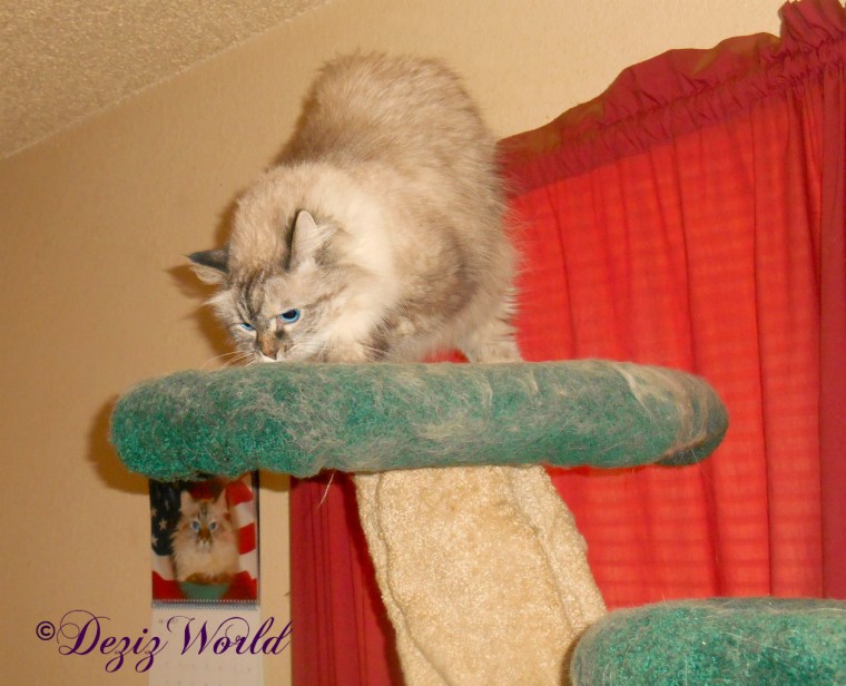 Dezi with silvervine on cat tree 