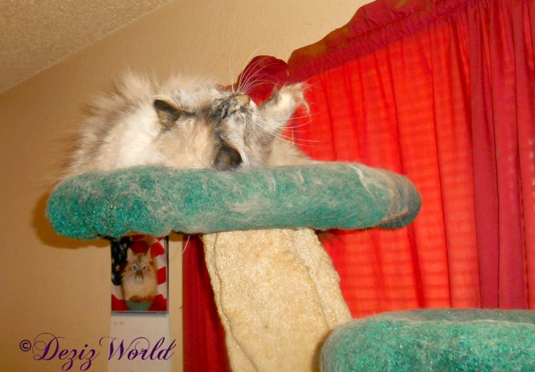 Dezi with silvervine on the cat tree 