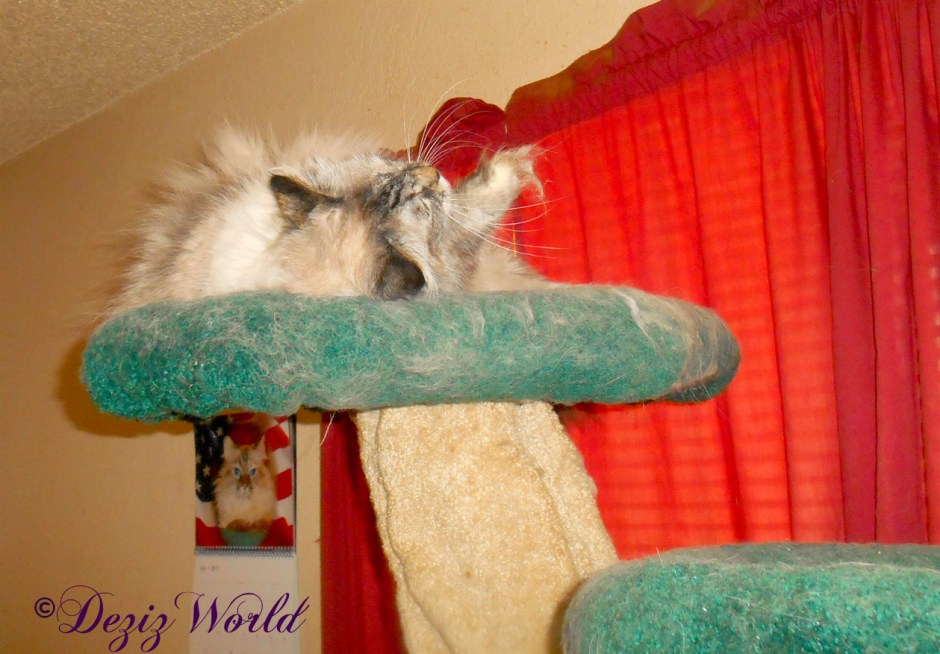 Dezi with silvervine on the cat tree