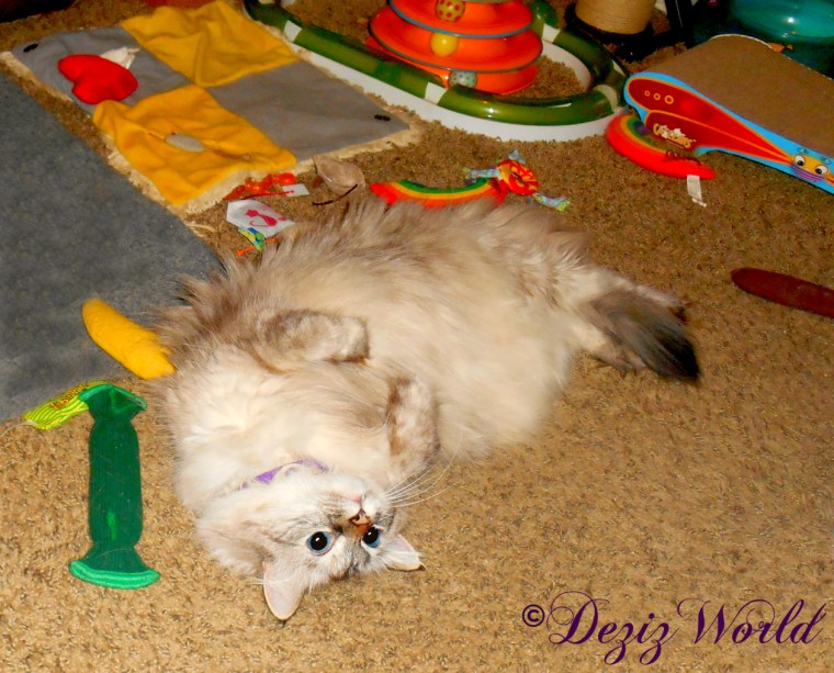 Dezi rolls around and plays with nip toys