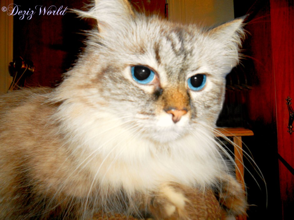 Dezi's selfie while laying on arm of the chair