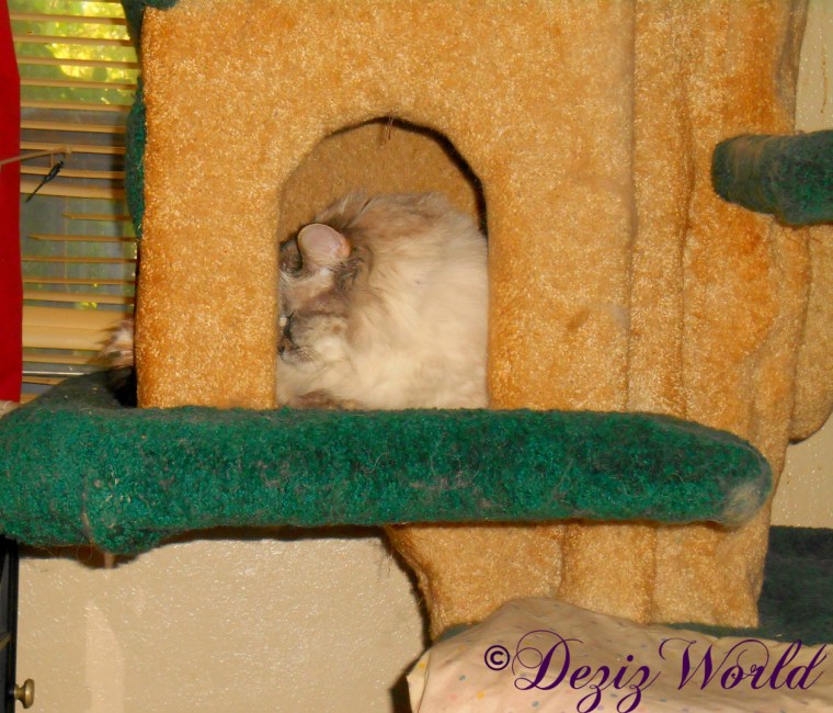 Dezi sleeps in house on Liberty cat tree 