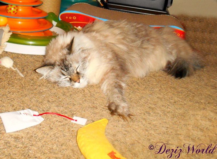 Dezi lays on the floor and takes a nap