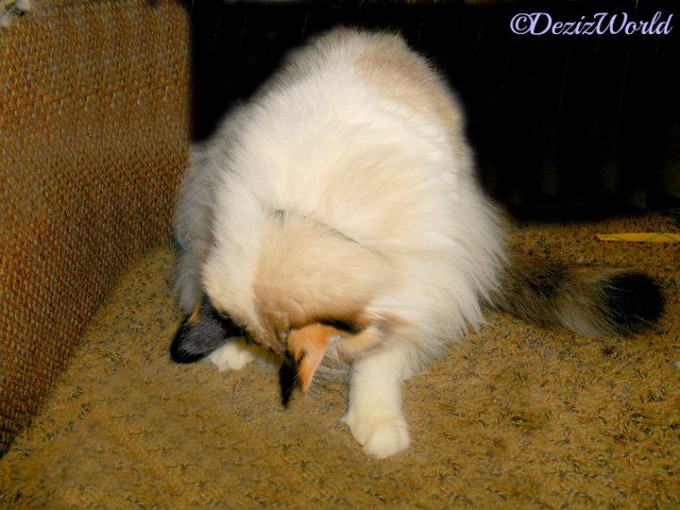 Raena bites at her collar bells