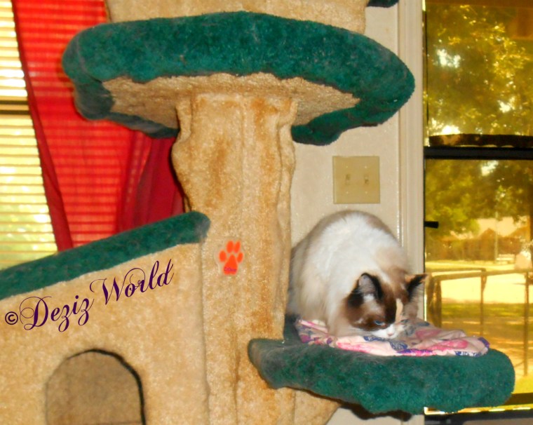 Raena eats treats on cat tree