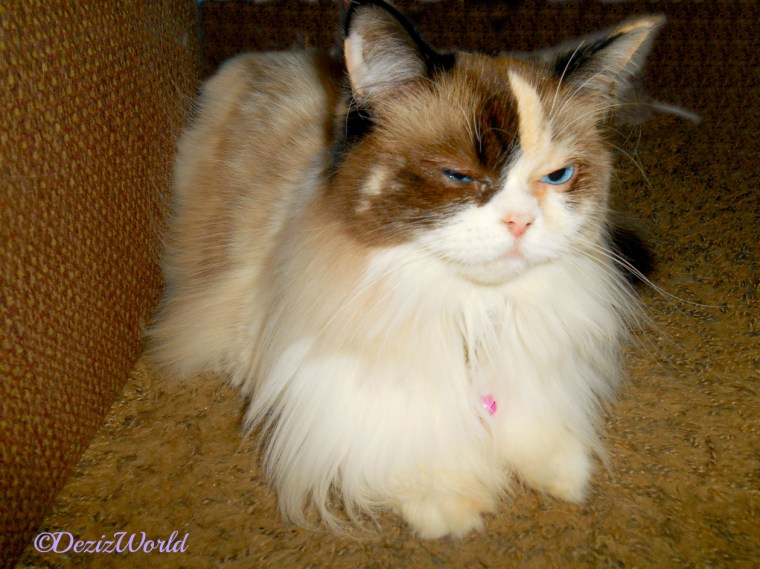 Raena scowls at the camera while laying on the floor