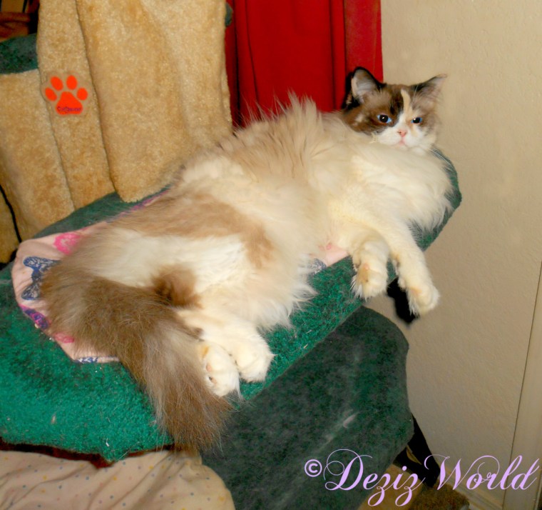 Raena lays on the liberty cat tree