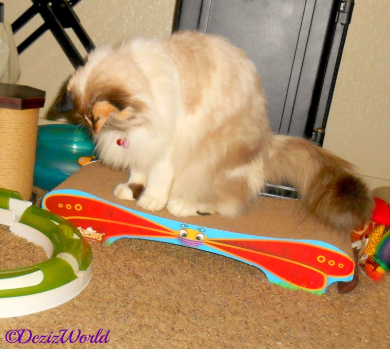 Raena looks down at the collar bells around her neck