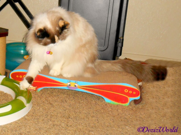 Raena bats the track ball whie looking down at her collar bells