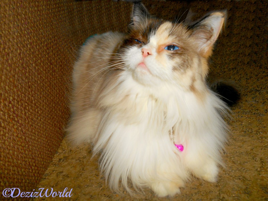 Raena looks up at mommy from the floor in front of the chair