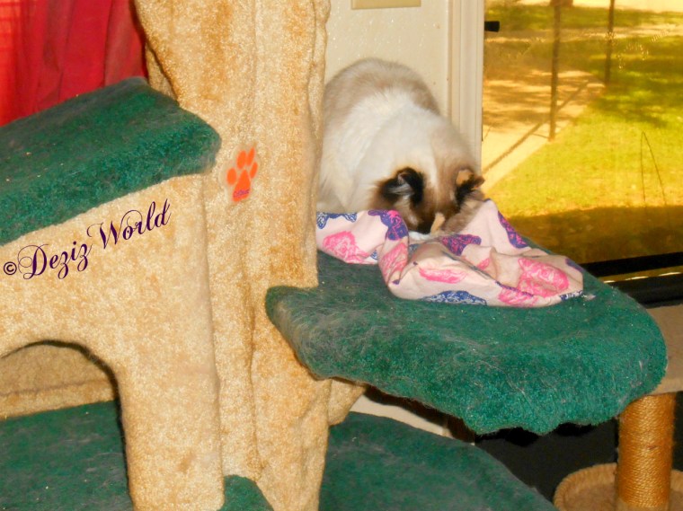 Raena with silvervine on cat tree