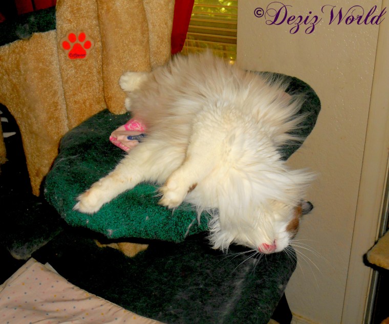 Raena with silvervine on cat tree 