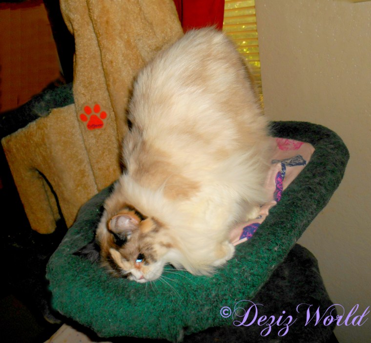 Raena with silvervine on cat tree