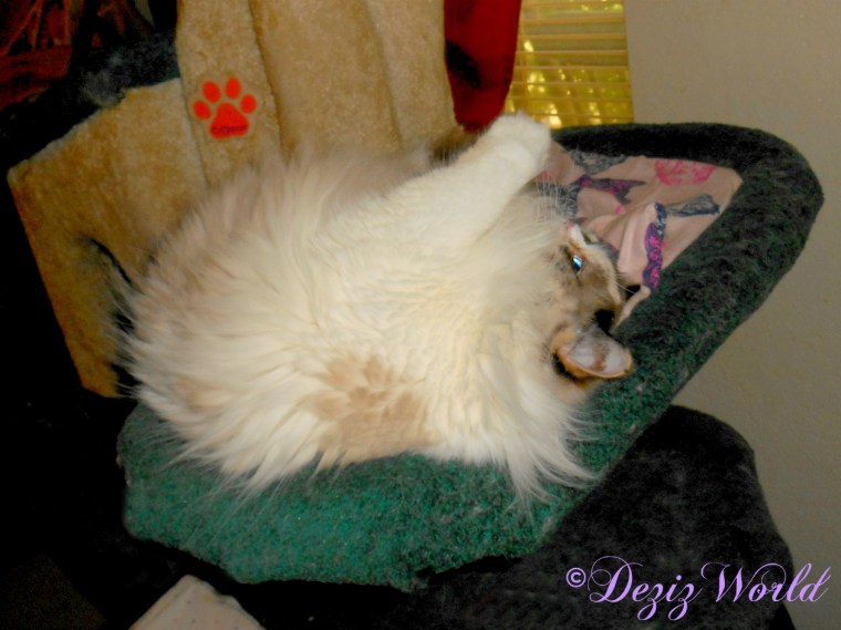 Raena with silvervine on cat tree