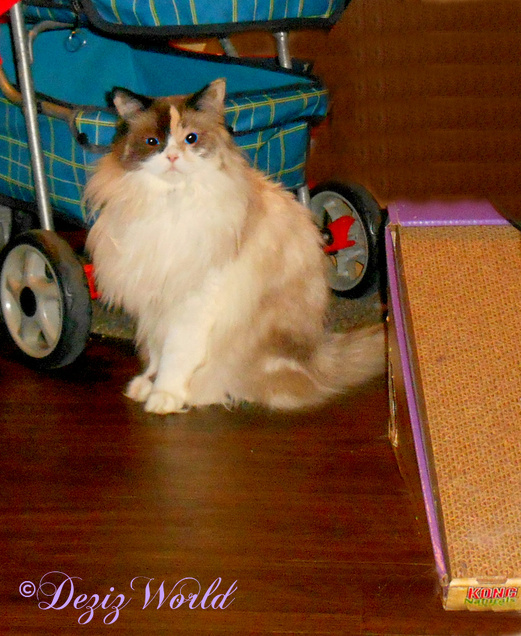 Raena sits pretty at the edge of the kitchen