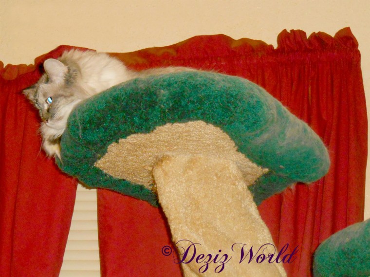 Dezi atop the Liberty cat tree