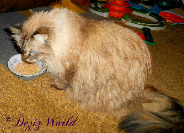 Dezi eat Core shreds