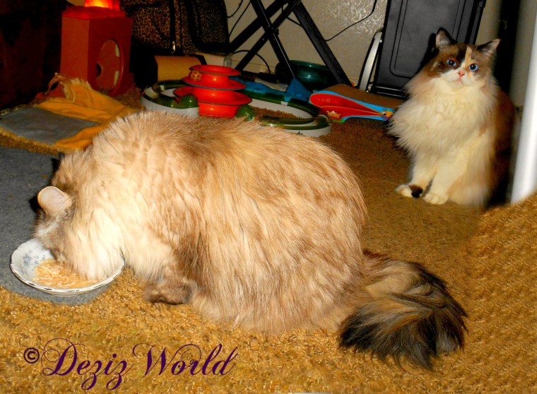 Dezi eats Core Shreds while Raena looks on