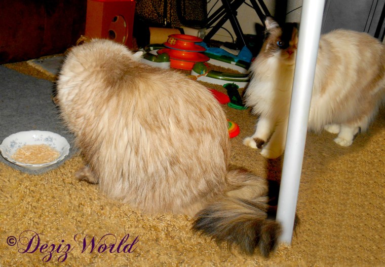 Dezi looks over at Raena from her plate of Core shreds