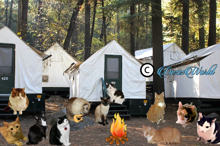 Dezi plays guitar with scouts around the campfire