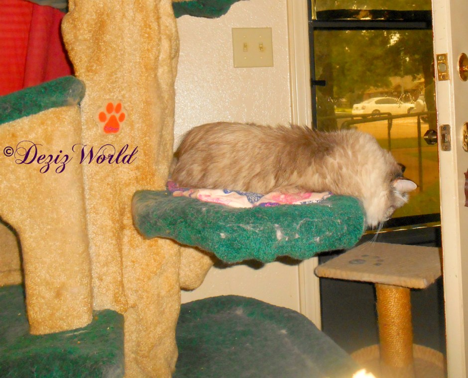 Dezi lays on cat tree and looks down