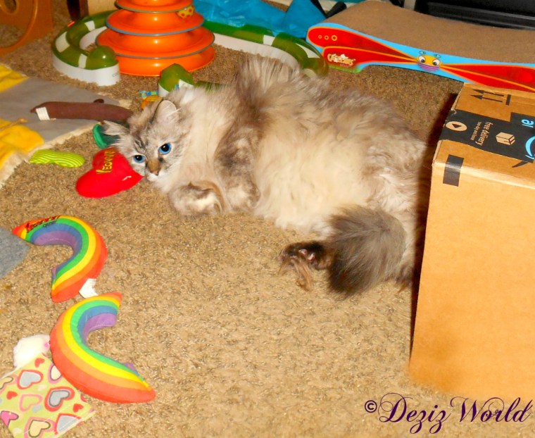 Dezi rolls around on the Yeowww nip heart