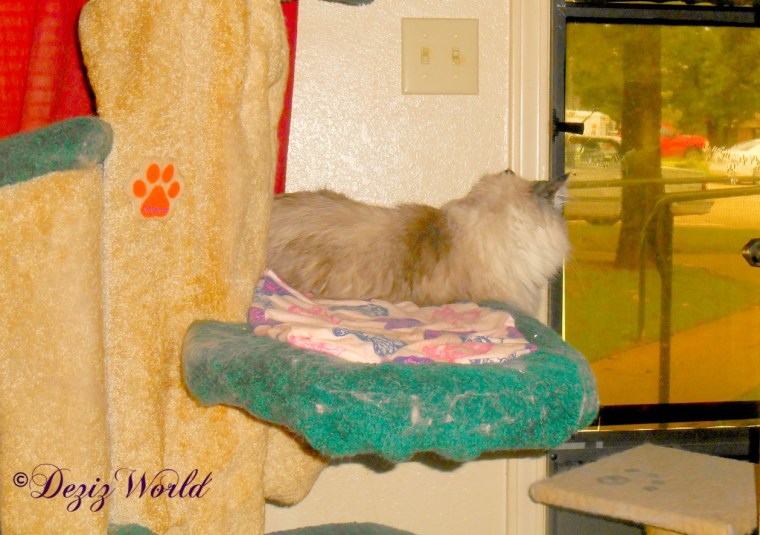 Dezi looks outside from the cat tree