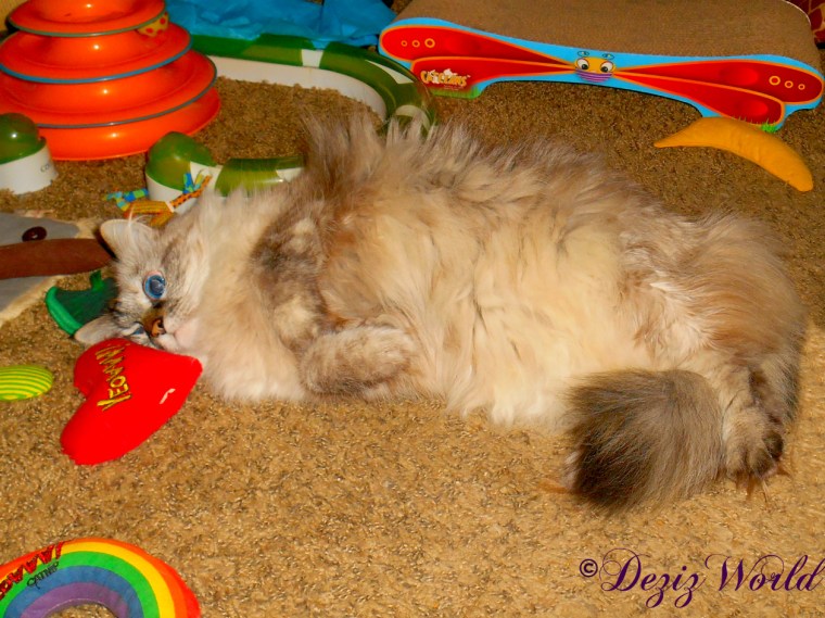 Dezi rolls around on nip toys