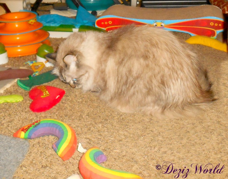 Dezi sniffs the Yeowww nip toys