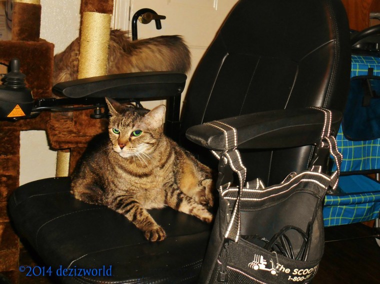 Lexi lays in wheelchair and Dezi climbs on cat tree