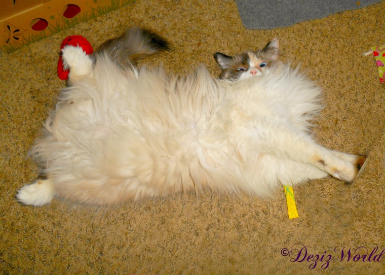 Raena lays belly up on the floor