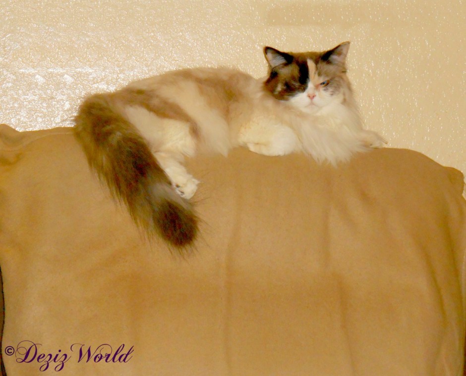 Raena lays on chair back