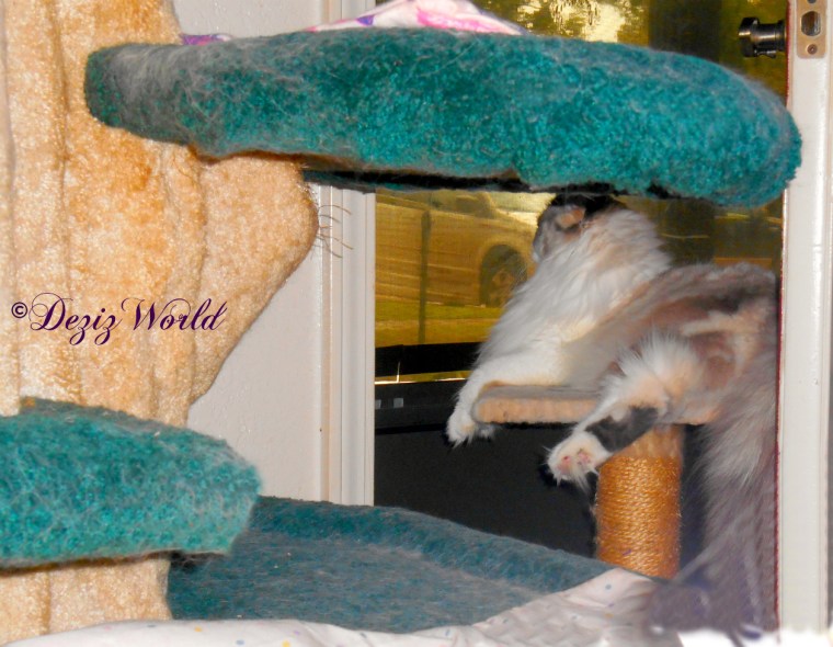 Raena lounges on perch and watches the rain out the front door