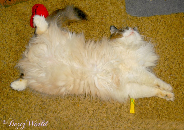 Raena lays belly up on the floor