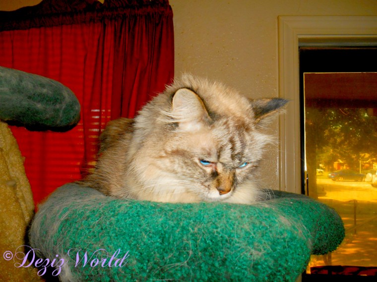 Dezi lays atop the Liberty cat tree