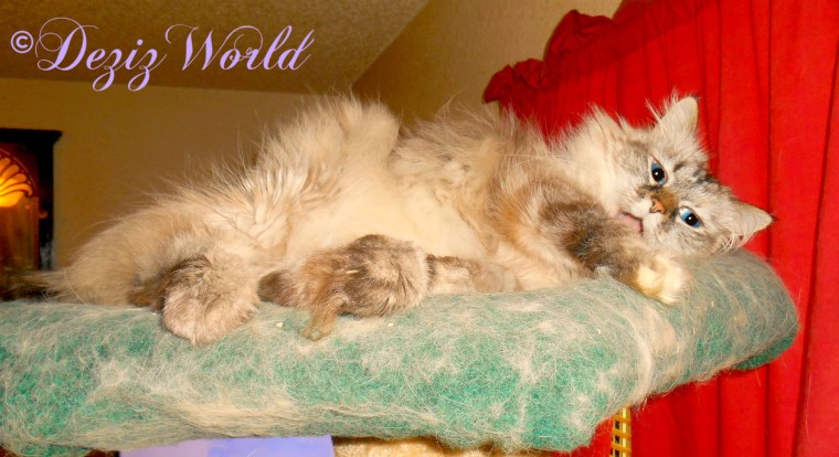 Dezi bathes atop the Liberty cat tree