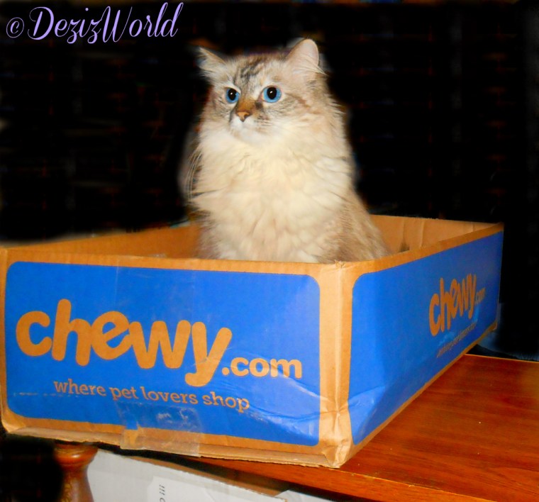 Dezi sits in chewy box