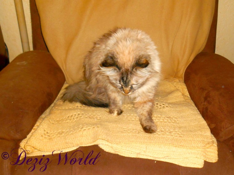 Dezi leaves the chair