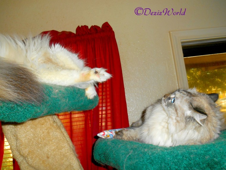 Dezi and Raena atop the liberty cat tree with Yeowww toy