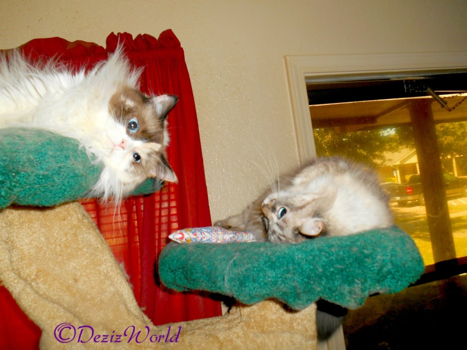 Dezi and Raena atop the liberty cat tree with Yeowww toy