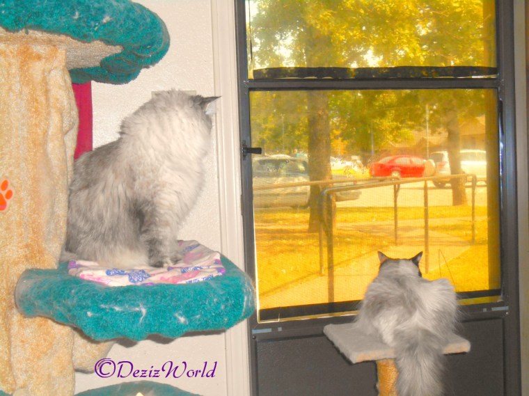 Dezi and Raena look out door from cat tree and small perch