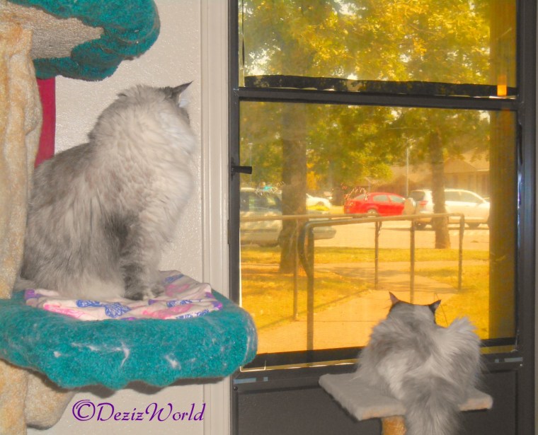 Dezi and Raena look out door from Cat tree and small perch