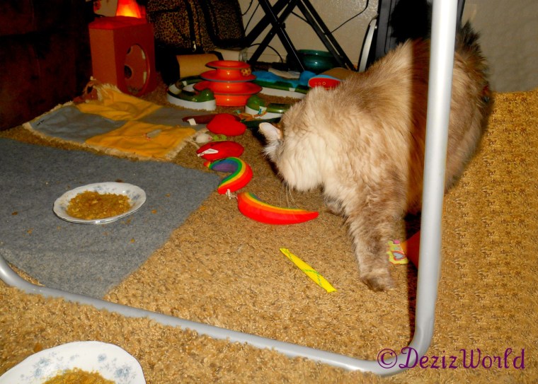 Dezi walks toward the food bowl while looking back at Raena not in foto