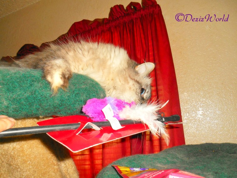 Dezi sniffs wand toy from chewy winning box