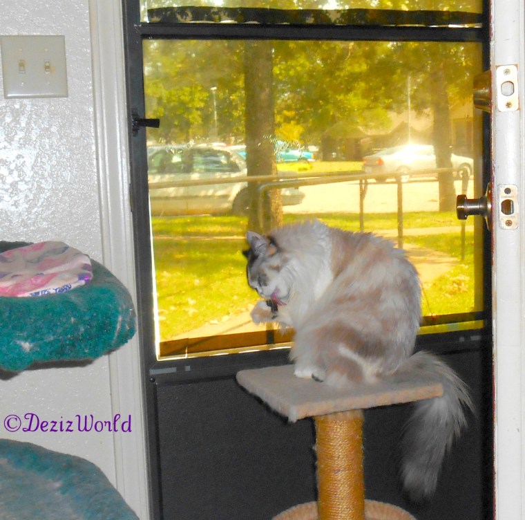 Raena bathes while sitting on the perch in front of door