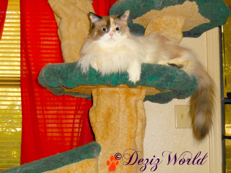 Raena lays on cat tree