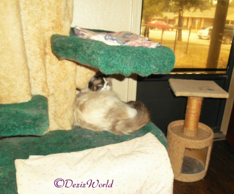 Raena watches for Gizmo from the cat tree 