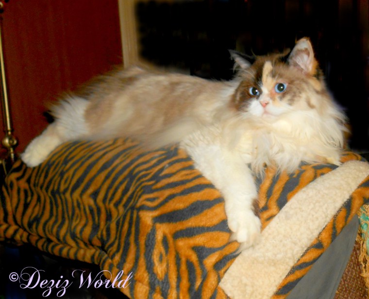 Raena lays on the back of the chair