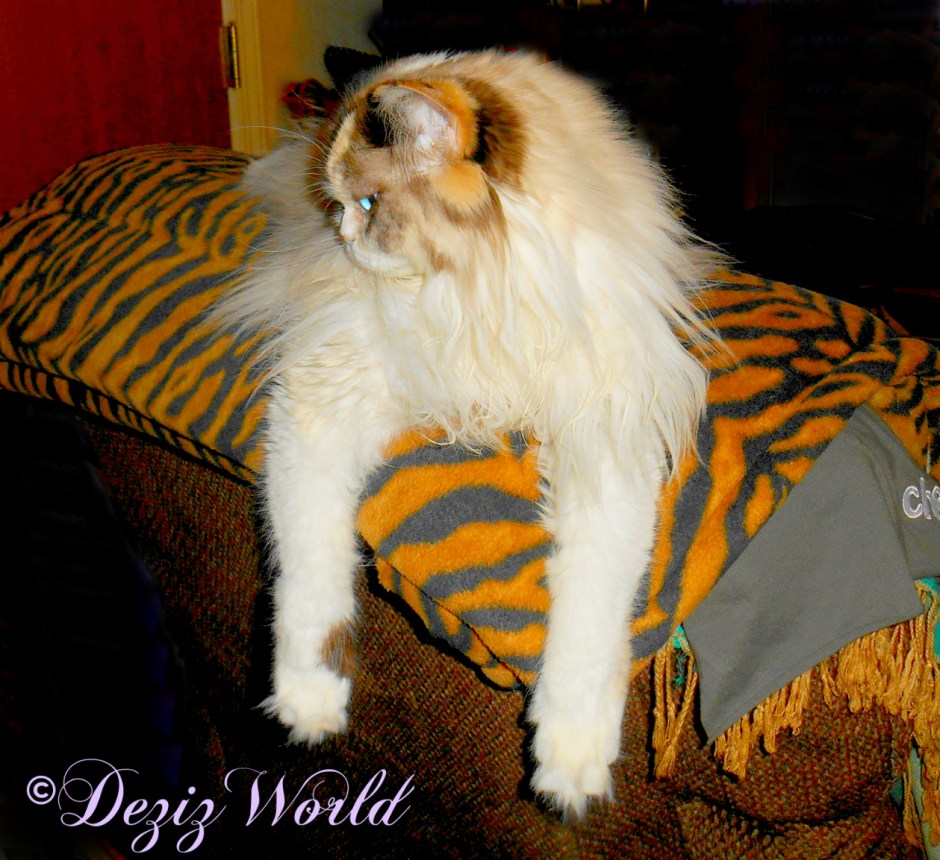 Raena lays on chair back looking down the hall